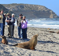 Full day Seal Bay Experience departing from Kangaroo Island - Book Restaurant