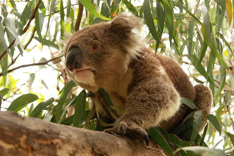 Private Tour: Great Ocean Road From Melbourne - Book Restaurant 1
