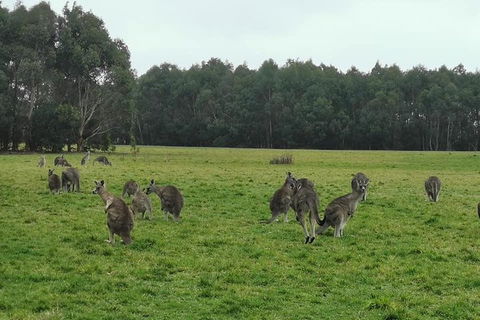 Private Tour: Great Ocean Road From Melbourne - Book Restaurant 4