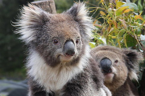 Kuranda Koala Gardens And Birdworld Admission Tickets - Book Restaurant 0