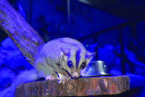 Kuranda Koala Gardens And Birdworld Admission Tickets - Book Restaurant 1