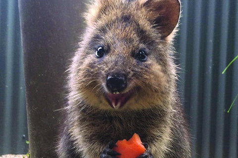 Kuranda Koala Gardens And Birdworld Admission Tickets - Book Restaurant 2
