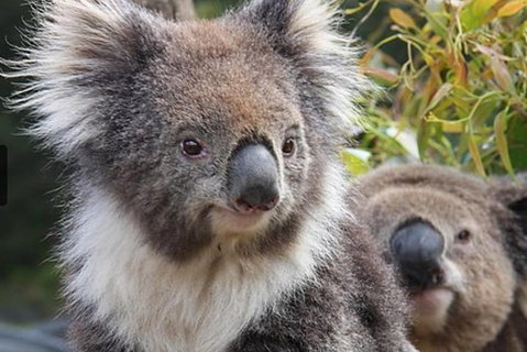 Kuranda Koala Gardens General Entry Ticket - Book Restaurant 1