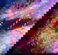 Cairns Aquarium by Twilight with 3-Course Dinner - Book Restaurant