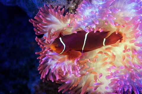 Cairns Aquarium By Twilight With 3-Course Dinner - Book Restaurant 0