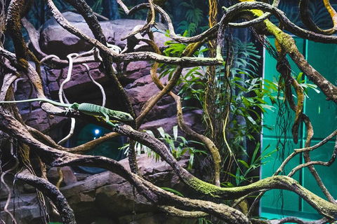Cairns Aquarium By Twilight With 3-Course Dinner - Book Restaurant 2