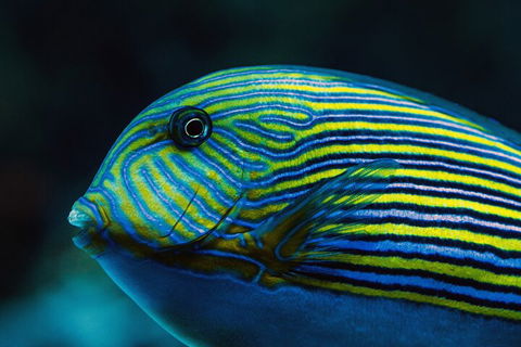 Cairns Aquarium By Twilight With 3-Course Dinner - Book Restaurant 5
