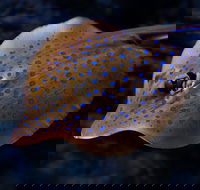 Cairns Aquarium Tour by Twilight with Drink and Appetiser - Book Restaurant