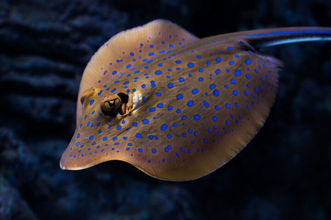 Cairns Aquarium Tour By Twilight With Drink And Appetiser - Book Restaurant 0