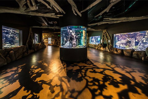 Cairns Aquarium Tour By Twilight With Drink And Appetiser - Book Restaurant 1