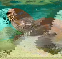 Cairns Aquarium Marine Life Encounter Ticket with 2-Course Lunch - Book Restaurant