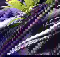 Cairns Aquarium Admission Ticket - Book Restaurant