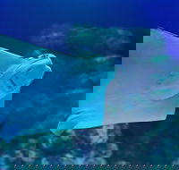 Cairns Aquarium Family Ticket - Book Restaurant