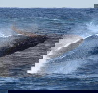 Whale Watching by Sea World Cruises - Book Restaurant