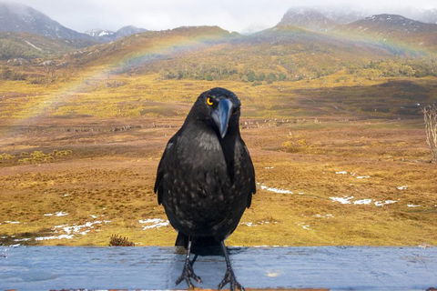 Cradle Mountain Park Explorer Guided Tour - Book Restaurant 2