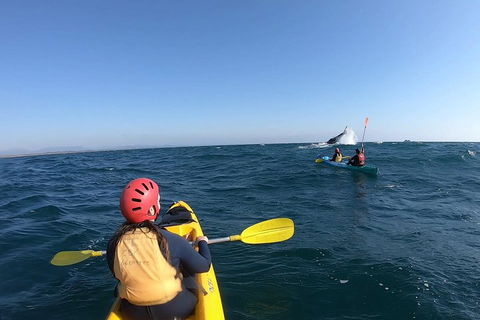 Kayaking With Dolphins In Byron Bay Guided Tour - Book Restaurant 3