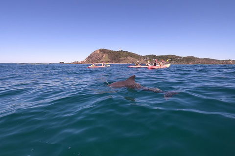 Kayaking With Dolphins In Byron Bay Guided Tour - Book Restaurant 5