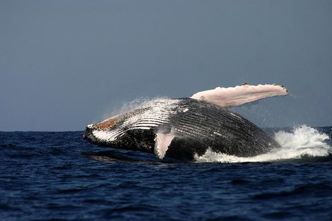 Sydney Whale-Watching Cruise Including Lunch Or Breakfast - Book Restaurant 1