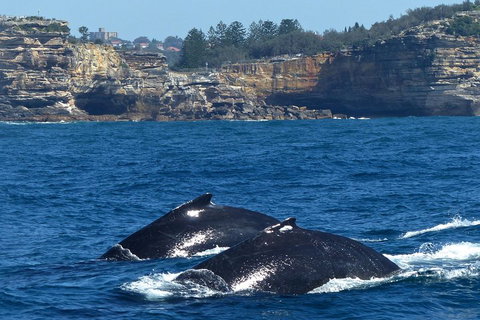 Sydney Whale-Watching Cruise Including Lunch Or Breakfast - Book Restaurant 2