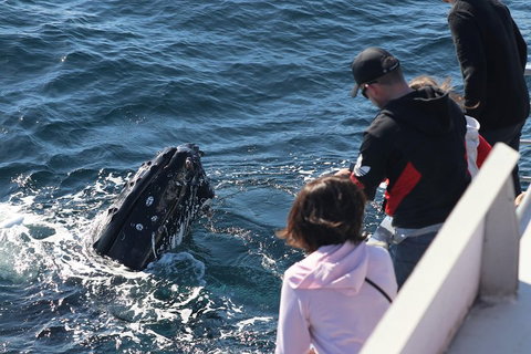 Sydney Whale-Watching Cruise Including Lunch Or Breakfast - Book Restaurant 5