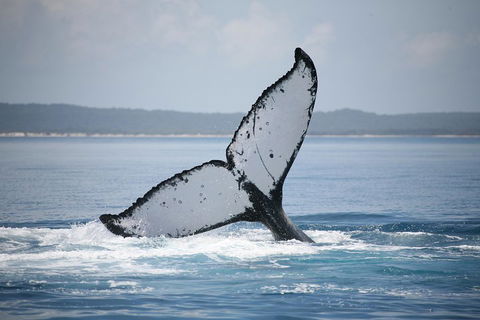 Hervey Bay Whale Watching Cruise - Book Restaurant 0