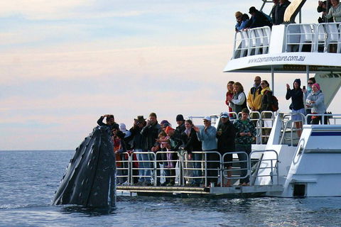 Hervey Bay Whale Watching Cruise - Book Restaurant 1