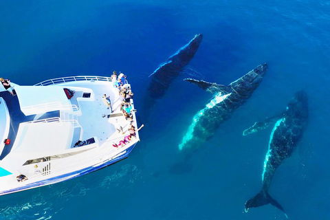 Hervey Bay Whale Watching Cruise - Book Restaurant 3