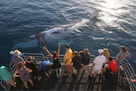 Hervey Bay Whale Watching Cruise - Book Restaurant 4