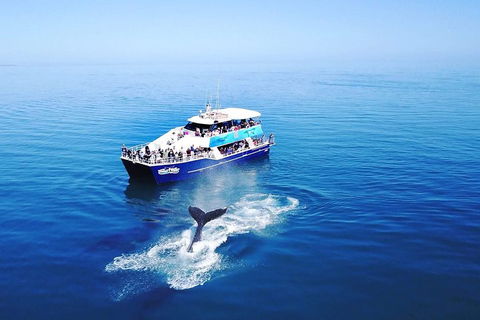 Hervey Bay Whale Watching Cruise - Book Restaurant 5