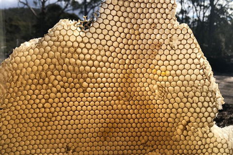 Bruny Island Day Tour, Includes Lunch And Exclusive Lighthouse Tour - Book Restaurant 1