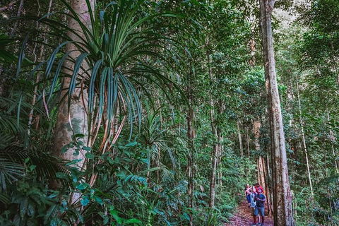 Atherton Tablelands Rain Forest By Night From Cairns - Book Restaurant 0