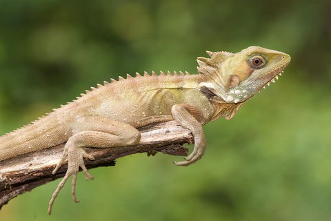 Atherton Tablelands Rain Forest By Night From Cairns - Book Restaurant 1