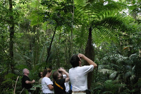 Atherton Tablelands Rain Forest By Night From Cairns - Book Restaurant 3