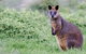 Phillip Island Penguin Parade Day Trip With Koala Conservation Reserve Visit - thumb 1