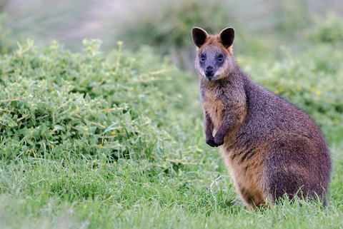 Phillip Island Penguin Parade Day Trip With Koala Conservation Reserve Visit - Book Restaurant 1