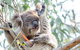 Phillip Island Penguin Parade Day Trip With Koala Conservation Reserve Visit - thumb 2