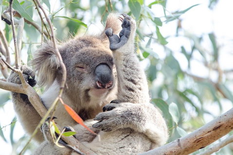 Phillip Island Penguin Parade Day Trip With Koala Conservation Reserve Visit - Book Restaurant 2