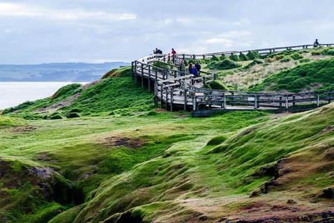 Phillip Island Penguin Parade Day Trip With Koala Conservation Reserve Visit - Book Restaurant 4