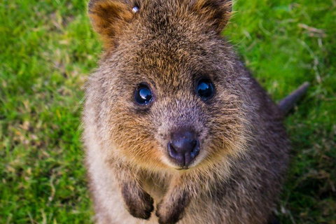 Blue Mountains Sunset Tour | Kangaroos & Koala Encounter (Private Tour) - Book Restaurant 1