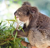 Blue Mountains Private Tour with Kangaroos  Koala Encounter - Book Restaurant