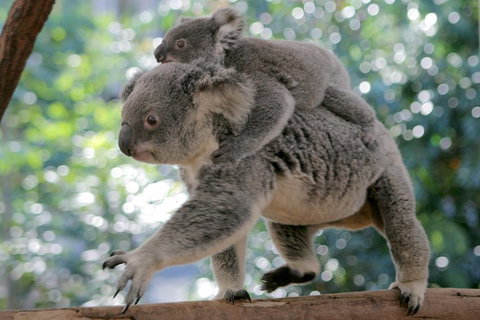 Lone Pine Koala Sanctuary Admission With Brisbane River Cruise - Book Restaurant 0