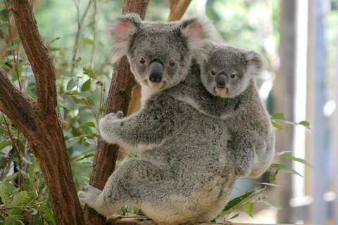 Lone Pine Koala Sanctuary Admission With Brisbane River Cruise - Book Restaurant 3