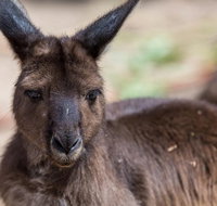 Australian Wildlife Tour at Melbourne Zoo Ticket - Book Restaurant