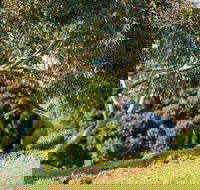 Early Morning Savannah Experience - Book Restaurant