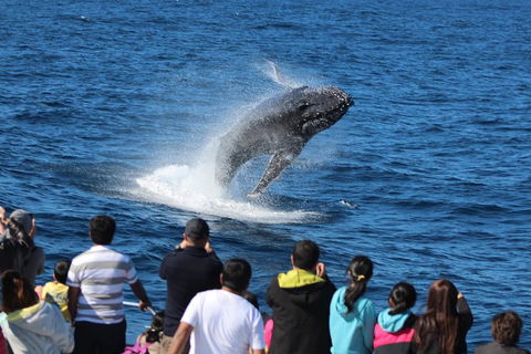 Tangalooma Island Resort Whale Watching Day Cruise With Dolphin Viewing - Book Restaurant 1