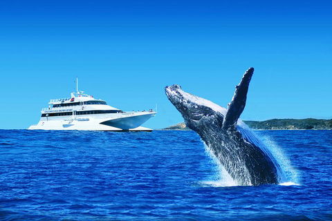 Tangalooma Island Resort Whale Watching Day Cruise With Dolphin Viewing - Book Restaurant 2