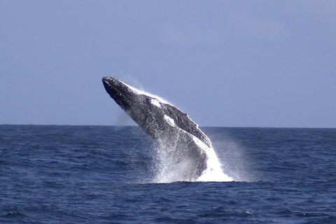 Tangalooma Island Resort Whale Watching Day Cruise With Dolphin Viewing - Book Restaurant 4