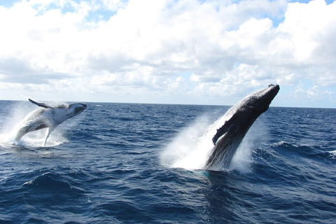 Tangalooma Island Resort Whale Watching Day Cruise With Dolphin Feeding - Book Restaurant 1