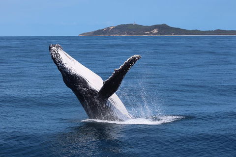 Tangalooma Island Resort Whale Watching Day Cruise With Dolphin Feeding - Book Restaurant 3