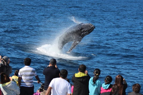 Tangalooma Island Resort Whale Watching Day Cruise With Dolphin Feeding - Book Restaurant 5